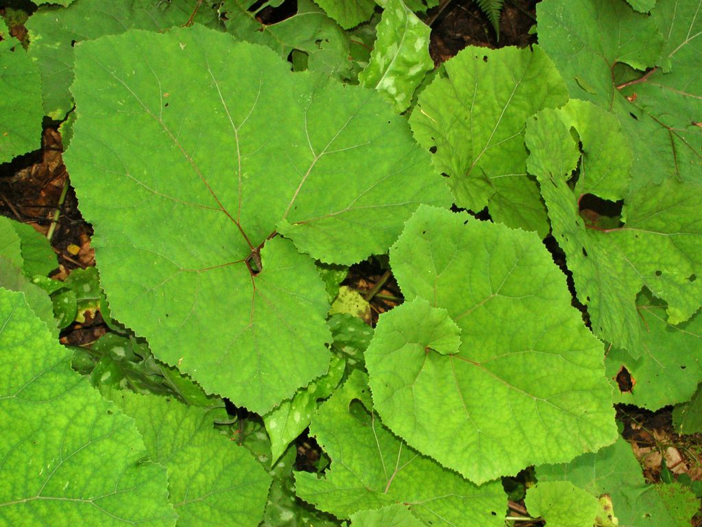 Delle grandi foglie - Petasites sp.